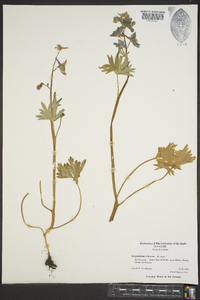 Delphinium tricorne image