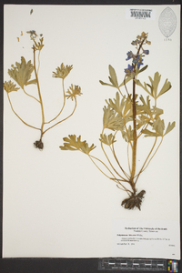 Delphinium tricorne image