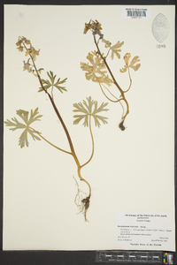 Delphinium tricorne image