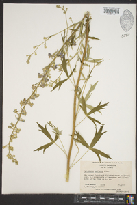 Delphinium exaltatum image