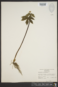 Hydrastis canadensis image