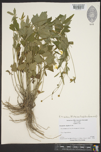 Ranunculus hispidus var. hispidus image