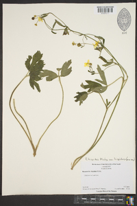 Ranunculus hispidus var. hispidus image