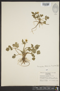 Ranunculus hispidus var. hispidus image