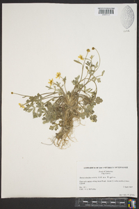 Ranunculus fascicularis image