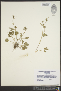 Ranunculus micranthus image