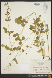 Thalictrum pubescens image