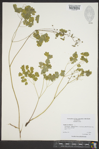 Thalictrum dioicum image