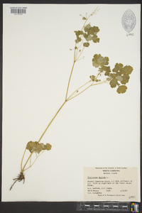 Thalictrum dioicum image