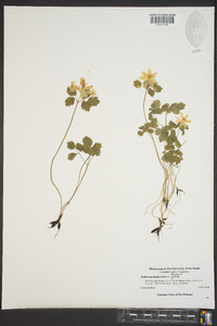 Thalictrum thalictroides image