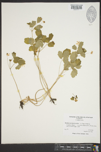 Thalictrum thalictroides image