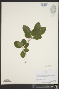 Berchemia scandens image