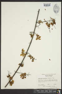 Sageretia minutiflora image