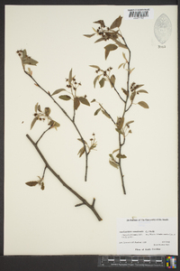 Amelanchier canadensis image