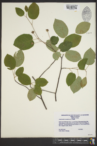 Amelanchier canadensis image