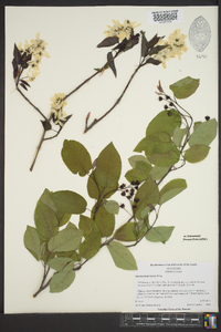 Amelanchier laevis image