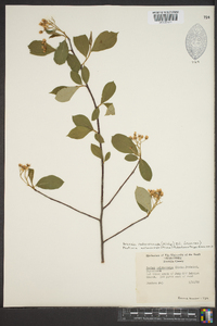 Aronia melanocarpa image