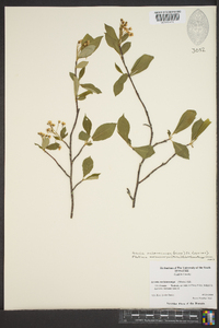 Aronia melanocarpa image