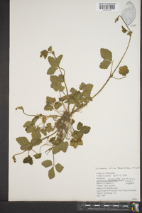 Potentilla indica image