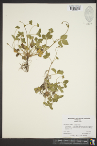 Potentilla indica image