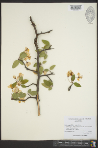 Malus angustifolia image