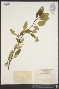 Malus angustifolia image