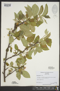 Malus pumila image