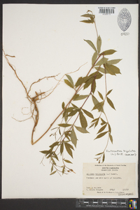 Gillenia trifoliata image