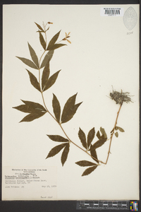 Gillenia trifoliata image