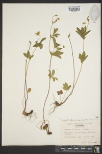 Potentilla simplex var. simplex image