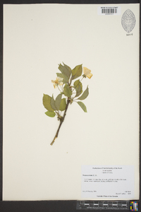 Prunus avium image