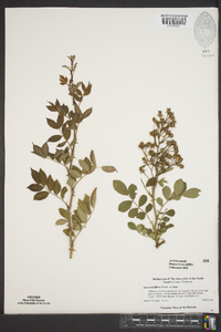 Rosa multiflora image