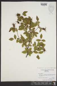 Rosa carolina subsp. carolina image