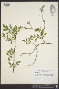 Rosa carolina subsp. subserrulata image