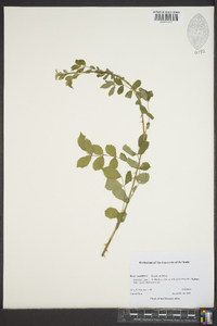 Rosa multiflora image