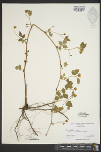 Rubus flagellaris image