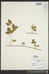 Rubus flagellaris image