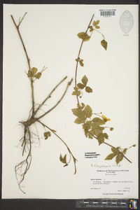 Rubus flagellaris image