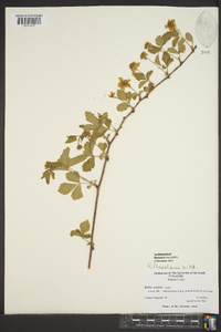 Rubus flagellaris image