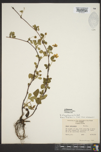 Rubus flagellaris image