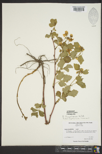 Rubus flagellaris image