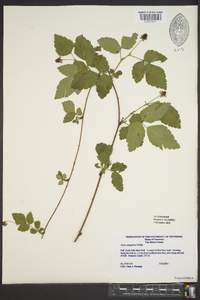 Rubus flagellaris image