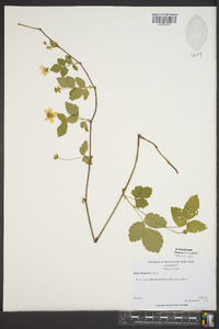 Rubus flagellaris image