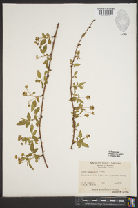 Rubus flagellaris image