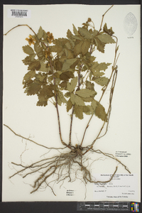 Rubus flagellaris image