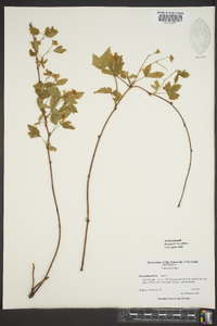 Rubus flagellaris image