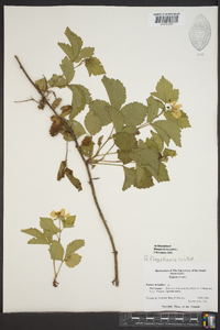 Rubus flagellaris image