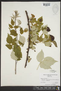 Rubus occidentalis image