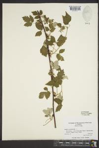 Rubus occidentalis image