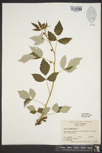 Rubus occidentalis image